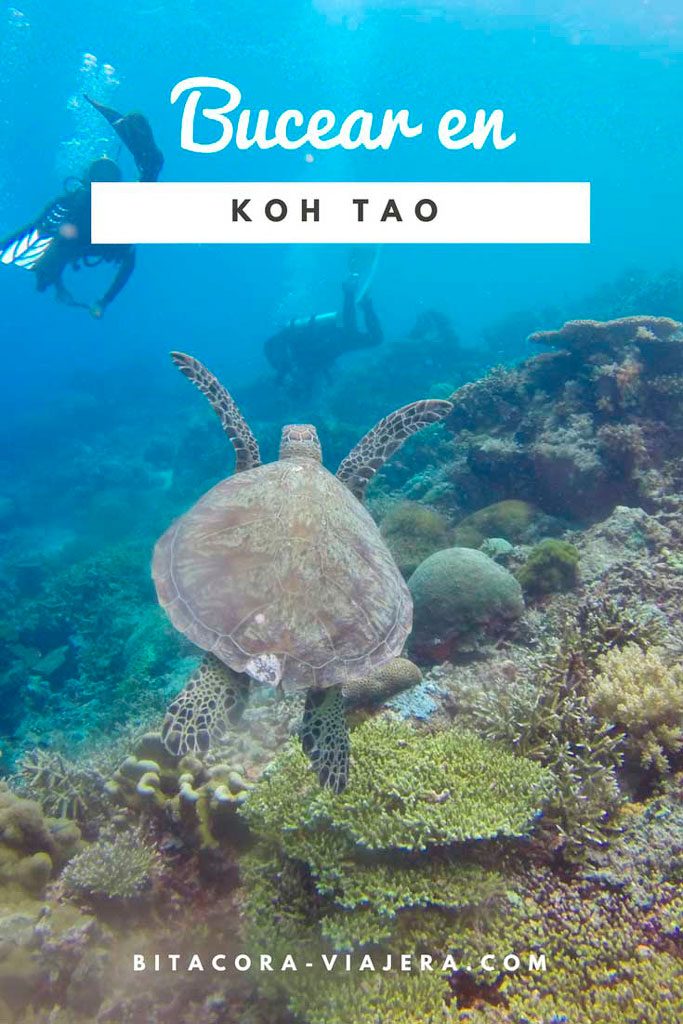 Koh Tao, el paraíso del buceo en Tailandia. Todo lo que querés saber para bucear en Koh Tao. #bitacoraviajera #kohtao #viajaratailandia #bucear #playasdetailandia #guiasdeviaje